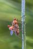 Empis sp.